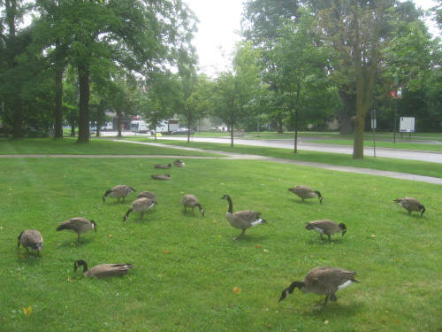 [Canada Geese]