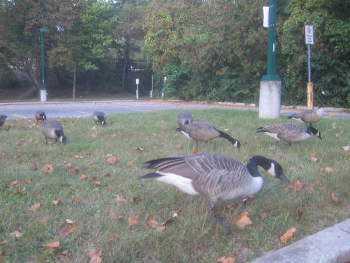 [Canada Geese]